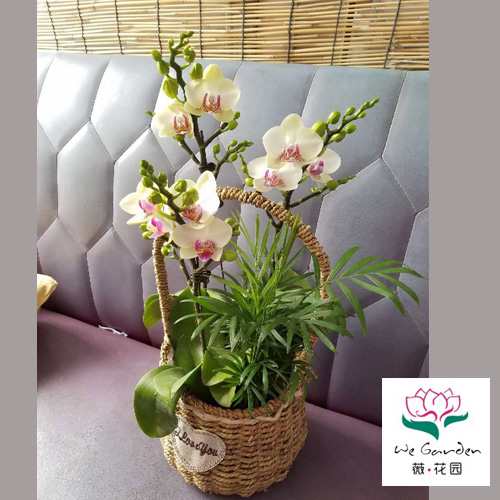 苏州同城配送 蝴蝶兰组合盆栽 乔迁开业搬家结婚生日节日礼品