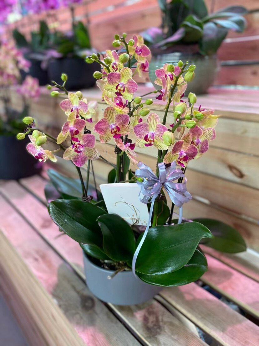 包邮 薇花园蝴蝶兰组合盆栽四季开花 乔迁开业结婚生日节日礼品