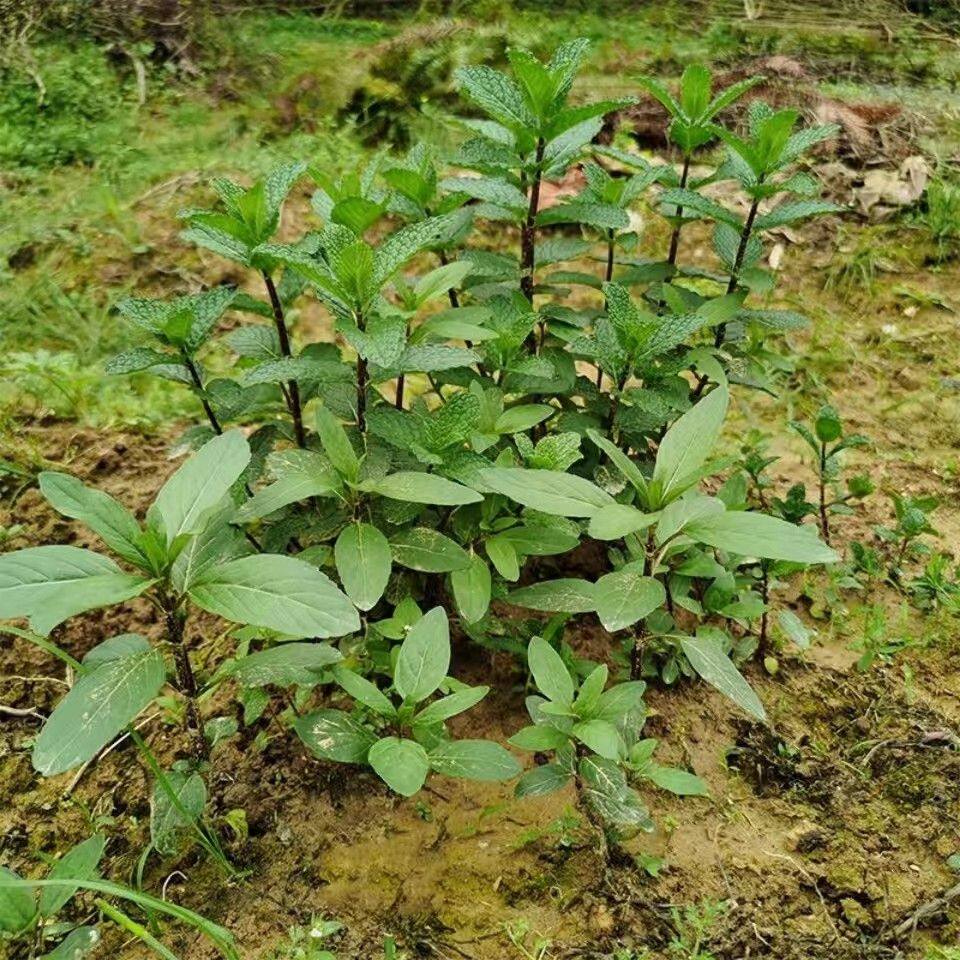 可食用薄荷种子留兰香柠檬苗猫薄荷四季播种室内阳台盆栽花种籽子