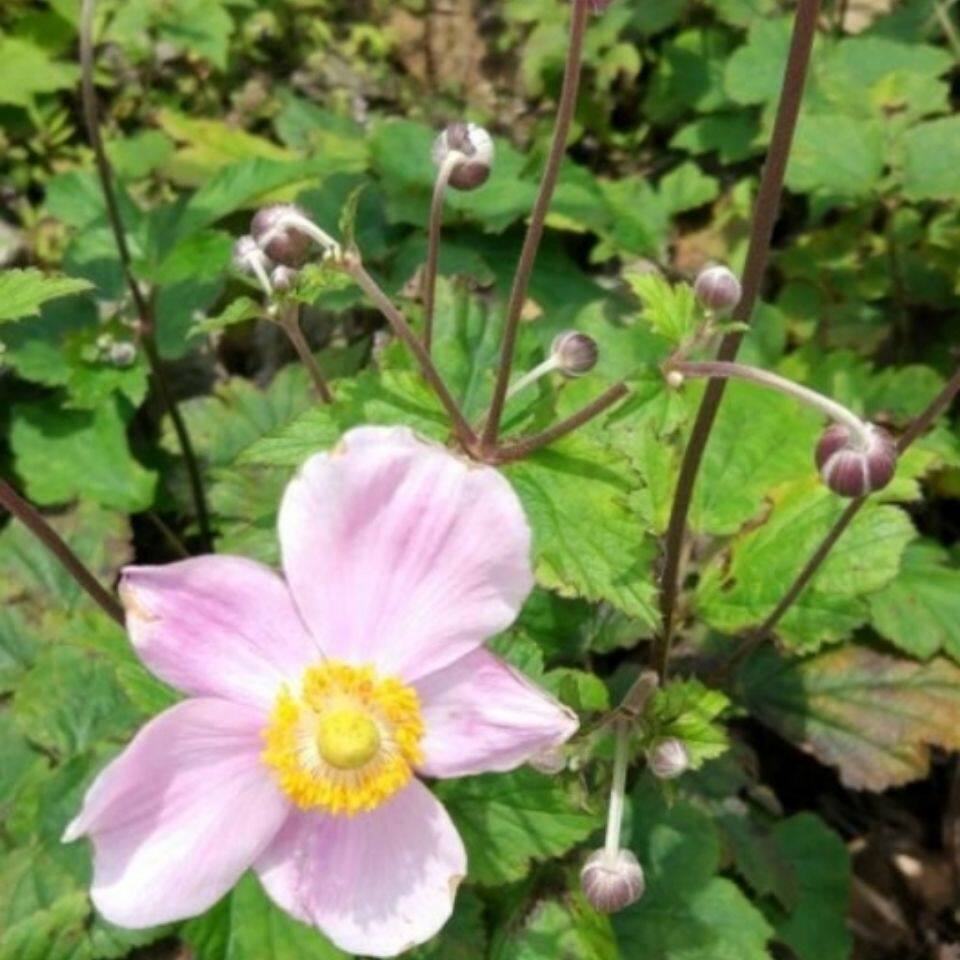 秋牡丹时令草本花卉宿根银莲打破碗庭院绿植阳台地耐寒苗