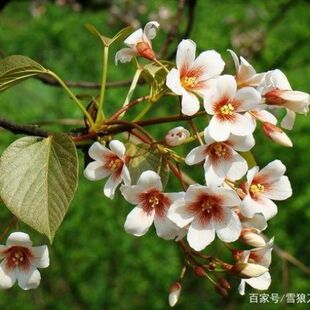 原生态油桐树根500克 桐油树纯根新鲜