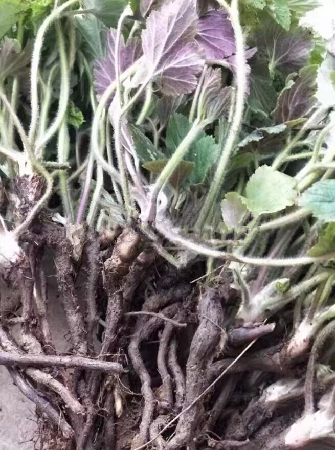 深山新鲜野棉花根秋牡丹根吹牡丹土牡丹根秋明菊贵船菊银莲花干根