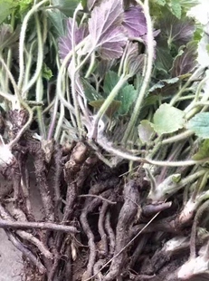 深山新鲜野棉花根秋牡丹根吹牡丹土牡丹根秋明菊贵船菊银莲花干根