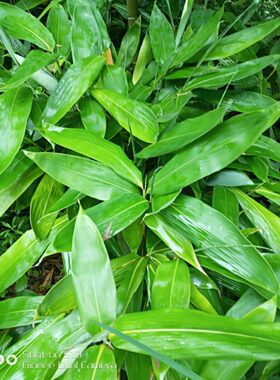 大叶竹子苗 阔叶箬竹盆栽庭院种植四季常绿 别墅小区观赏绿化用苗