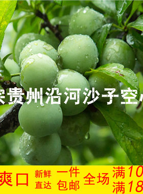 正宗贵州沿河沙子空心李新鲜