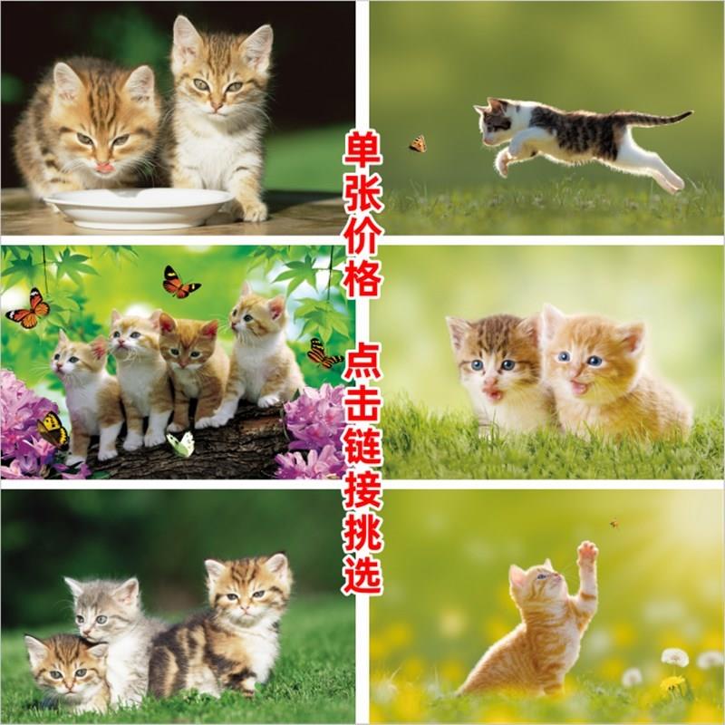 宠物壁画可爱猫咪m海报儿童房墙贴书房寝室装饰画动物图小猫贴纸图片