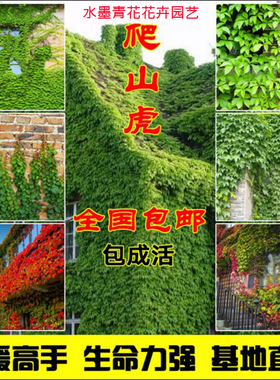 攀援爬藤植物五叶地锦苗三叶爬山虎大苗红叶爬墙