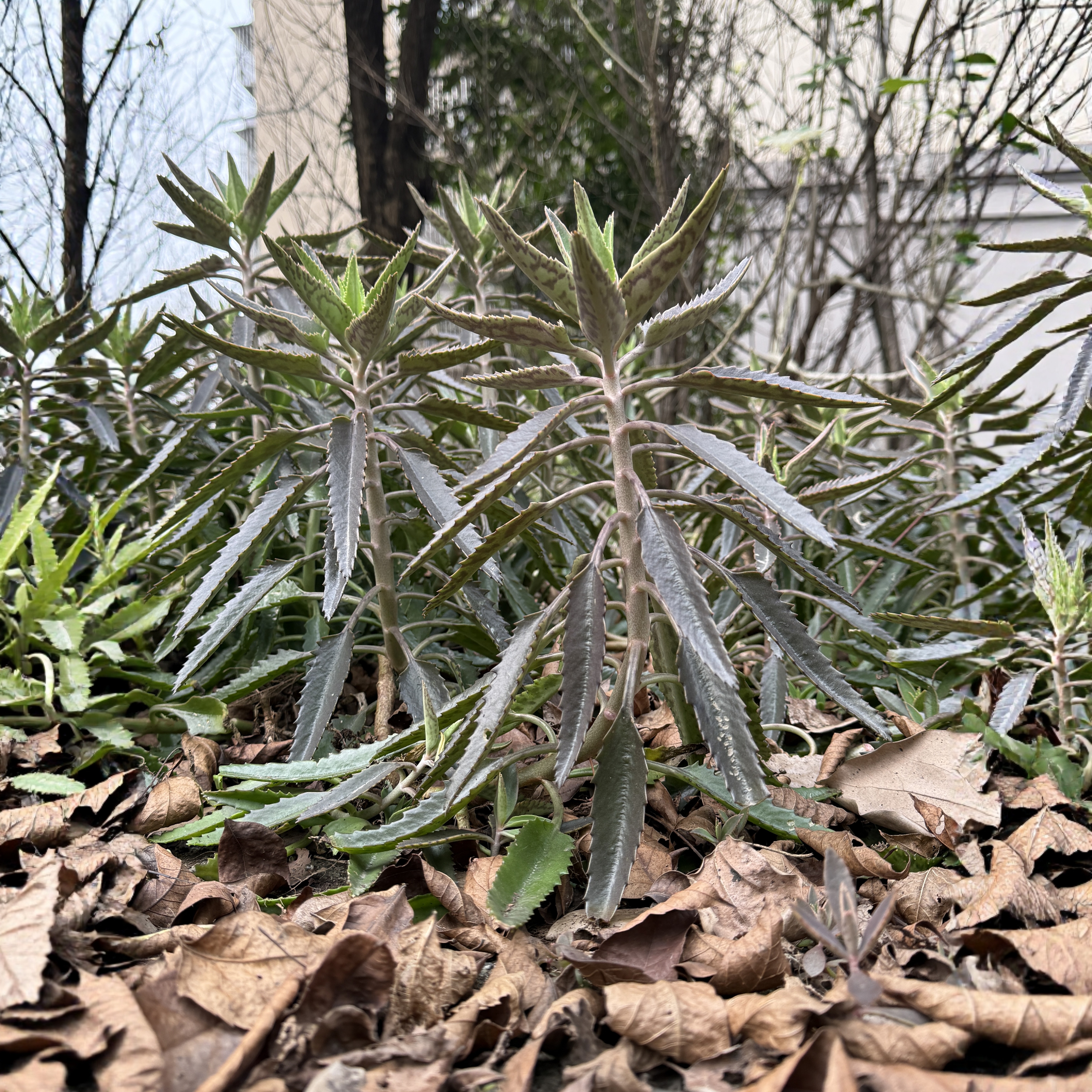 不死鸟老桩嫁接多肉长寿花长度25cm+ 3颗包邮