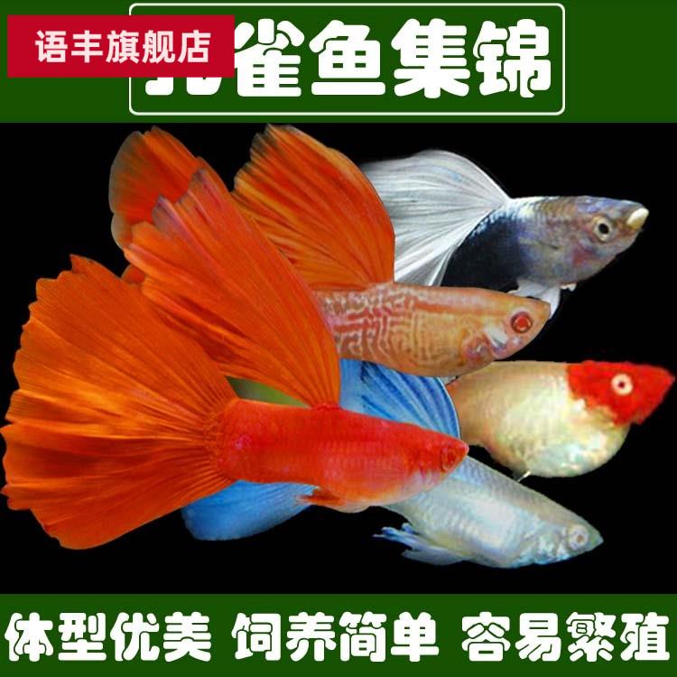 奥特曼青蛙品牌精品汇聚 价格大全移动版 最宠网