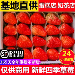 上海当季新鲜草莓商用水果同城双流冬草莓盒装蛋糕奶茶店专用包邮
