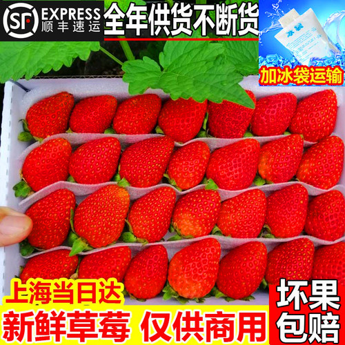 商用双流草莓店用推荐