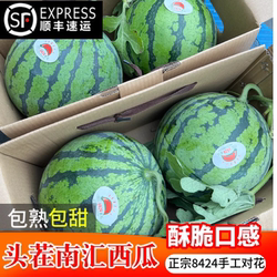 头茬上海8424西瓜麒麟瓜脆甜红壤新鲜黑籽南汇西瓜包熟甜顺丰包邮