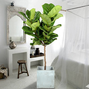 琴叶榕盆栽大型美观叶绿色植物花卉客厅室内北欧橡皮树老桩苗盆景