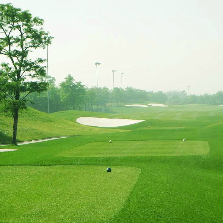 地毯草种子高尔夫球场庭院草坪草籽不修剪四季常青草皮种子草种籽