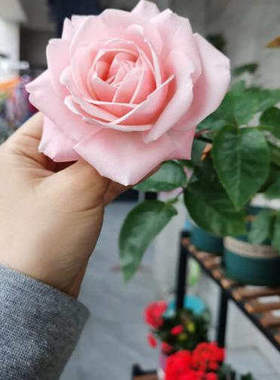 新品月季花苗【娇美昂热城堡/娇媚昂热城堡(Rose Angers)】