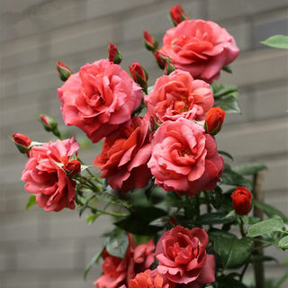 新西兰品种月季花苗盆栽火热巧克力阳台多花玫瑰四季浓香花卉植物