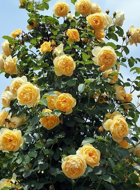 四季开藤本月季苗格拉汉托马斯阳台明黄色爬墙多花玫瑰蔷薇浓香