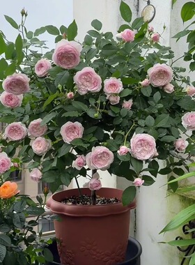 新品日本美咲月季苗 大花多花强烈香味 切花玫瑰苗 扦插苗