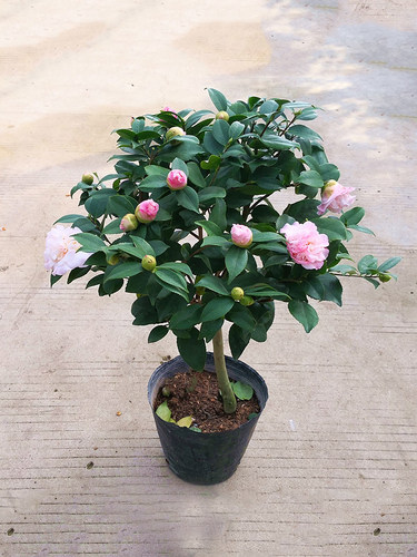 香妃茶花盆栽树苗烈浓香水茶花四季庭院花卉阳台盆栽茶花花卉绿植