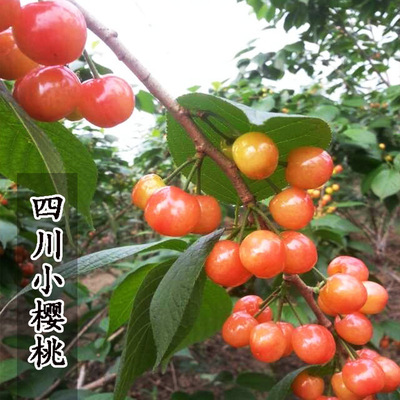 中国樱桃四川小樱桃树苗农家樱桃树果苗特大盆栽地栽南方北方种植