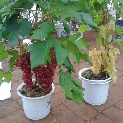 阳光玫瑰葡萄苗甜蜜蓝宝石葡萄树南北方种植盆栽爬藤果树当年结果