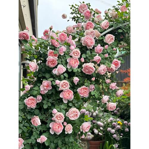 舍农索城堡的女人们藤本月季花大苗蔷薇爬藤多季开花卉植物特大花