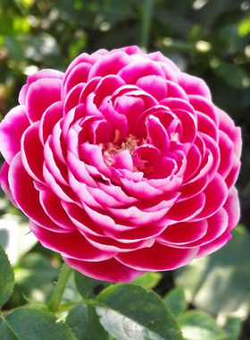 庭院月季日本玛丽 玫瑰月季花苗 阳台盆栽绿植物花卉 好养活 灌木