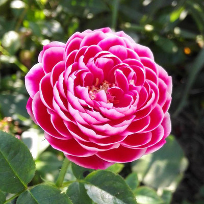 庭院月季日本玛丽 玫瑰月季花苗 阳台盆栽绿植物花卉 好养活 灌木