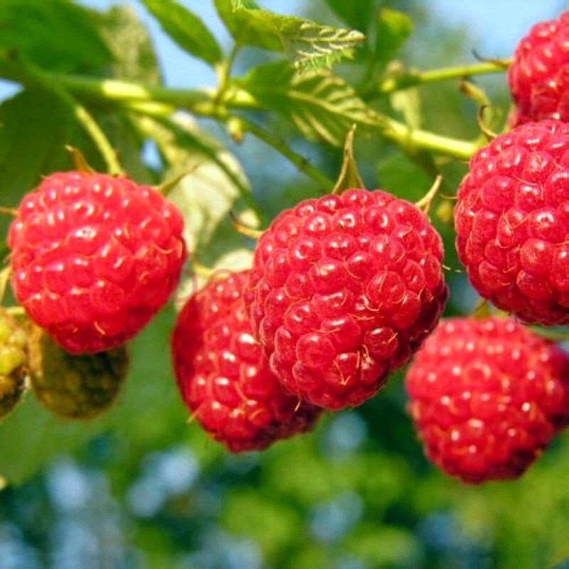 红黄树莓苗双季树莓覆盆子树果苗盆栽阳台水果树苗庭院当年结果