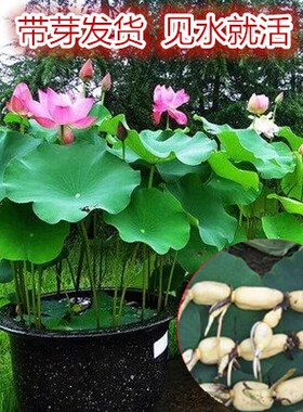 大型观赏荷花种藕苗 莲藕种苗 盆栽荷花种根茎 莲藕根块莲花盆景