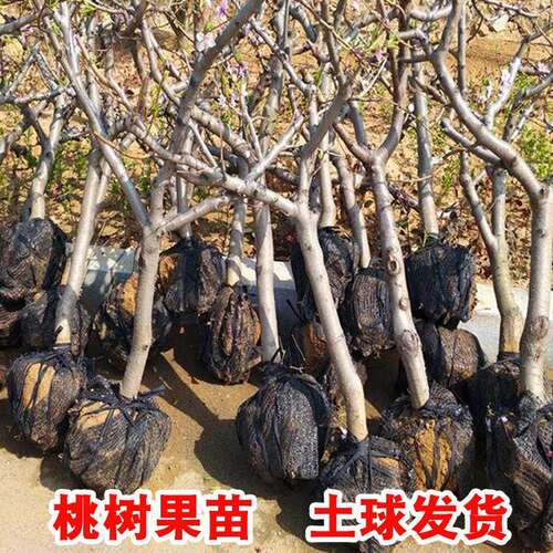 特大冬桃树果苗鹰嘴桃油桃嫁接桃树南方北方四季种植庭院果树大树