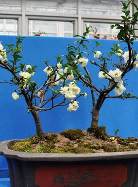 海棠花苗盆栽植物开花庭院绿植重瓣长寿 西府垂丝海棠苗室内