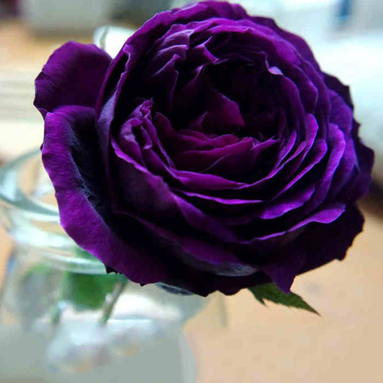 品种月季苗大花浓香皇宫紫黑的包子玫瑰花苗四季开水果香味