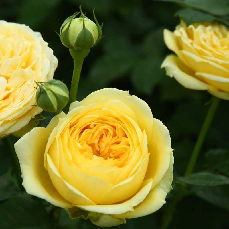 浓香黄色大包子切花月季花苗 凯特/卡特琳娜 多季节开花耐寒花卉