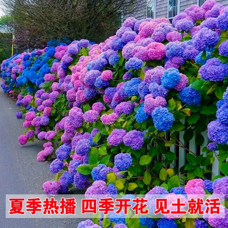 绣球老桩花苗盆栽四季开花室内植物花卉阳台好养活无尽夏地栽绿植图片