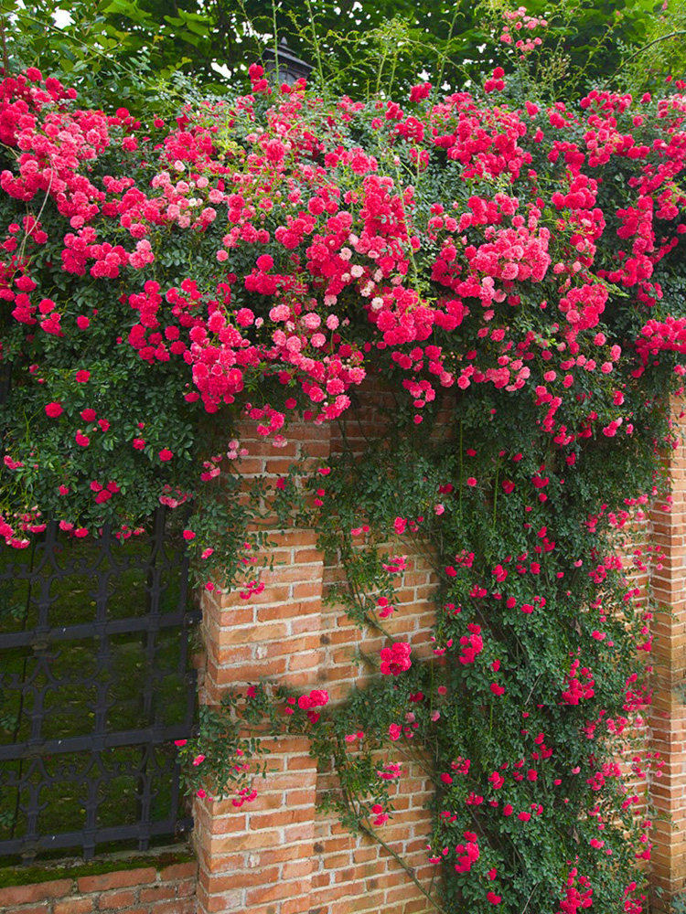 荷花蔷薇花苗爬藤四季开特大花期持久浓香花卉庭院别墅围墙植物