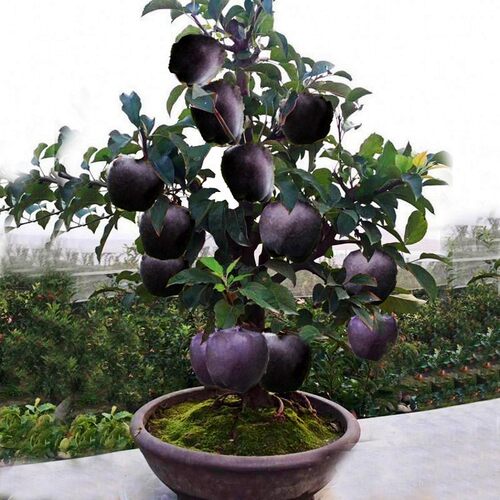 苹果特大矮化各种水果苗阳台南方北方种植