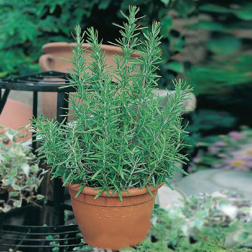 香草植物迷迭香花苗盆栽室内窗台绿植桌面净化观叶花卉