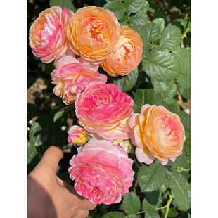 罗曼尼詹森藤本月季花大苗大花浓香阳台庭院爬藤蔷薇四季花卉植物