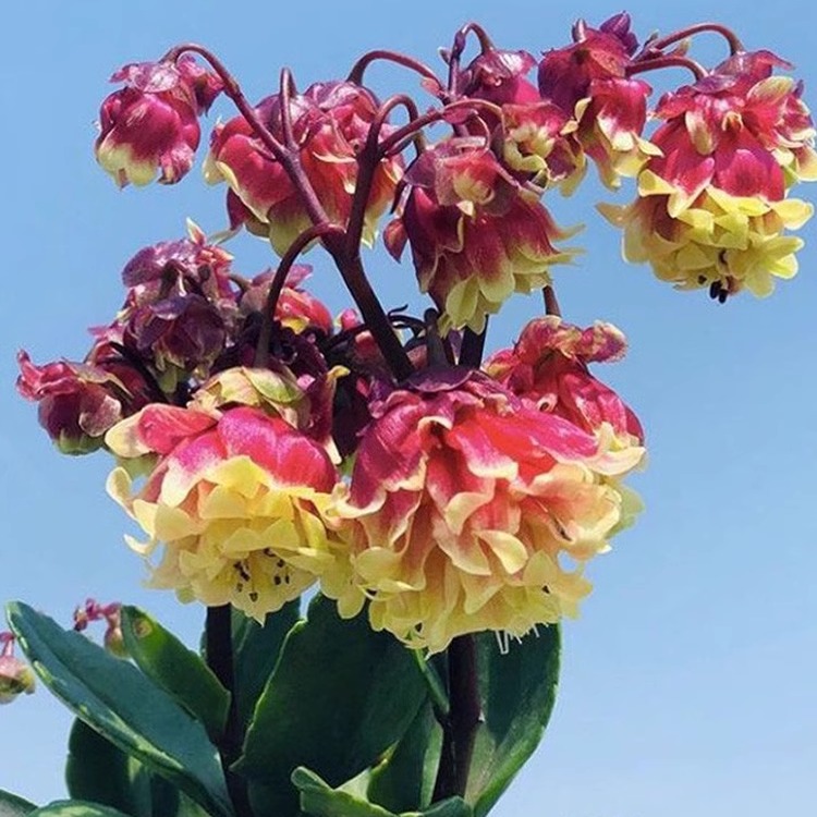 长寿花苗盆栽七彩重瓣宫灯倒挂金钟灯笼四季 花卉绿植室内好养花