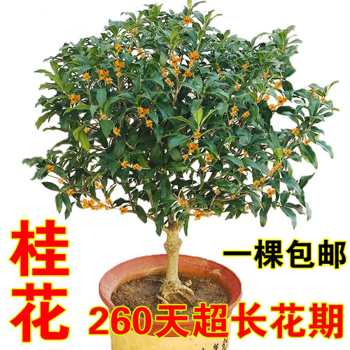 嫁接桂花树苗金桂浓香型四季沉香桂盆栽老桩盆景室内外庭院植物