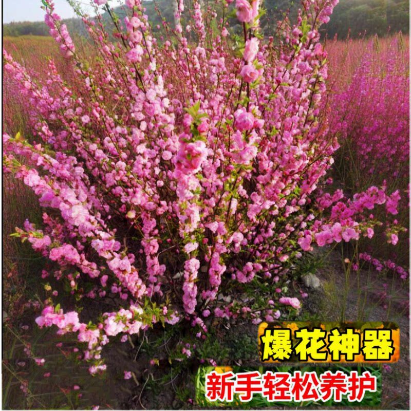 重瓣榆叶梅树苗满天星郁李花苗梅花庭院阳台花卉绿植麦李耐寒丛生