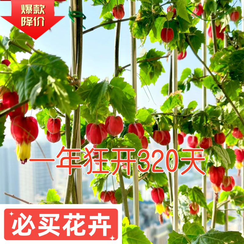 红灯笼花苗蔓性风铃花室内爬藤花卉观花植物庭园阳台净化四季开花