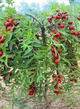 钙果苗 庭院盆栽地栽果树嫁接苗 钙果树苗南方北方种植当年结果