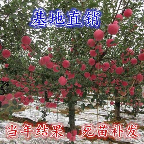 特大苹果树果苗嫁接冰糖心红富士盆栽地栽南北方种植带土当年结果