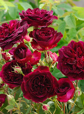 大花浓香月季黑伍德紫黑色庭院芳香花园阳台玫瑰花室内外花卉抗寒