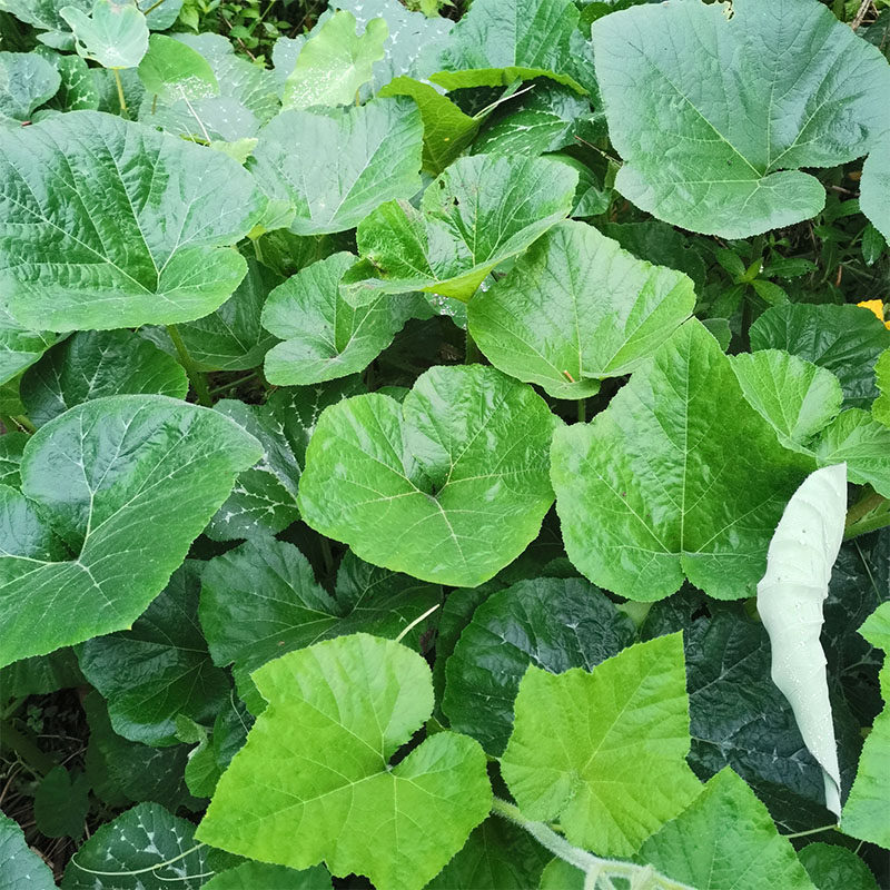 南瓜叶新鲜瓜叶滕腾叶子农家露天种植可擦锅包饭包粑粑叶新鲜蔬菜