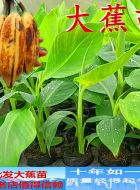 大蕉苗芭蕉苗香蕉苗红香蕉苗荔枝苗红肉菠萝蜜苗猫山王榴莲树苗