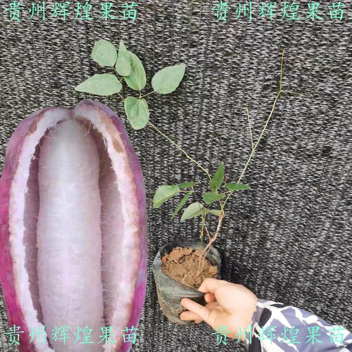 改良少籽八月瓜苗树苗大果野香蕉八月炸果树四季种植庭院南北