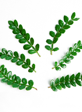 新鲜清香木西餐烘培装饰胡椒木叶子摆盘点缀花草蛋糕烘焙甜品专用